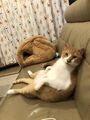 於 2025年1月18日 (六) 02:26 版本的縮圖