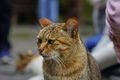 於 2021年11月29日 (一) 05:26 版本的縮圖