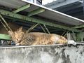 於 2022年8月5日 (五) 10:02 版本的縮圖